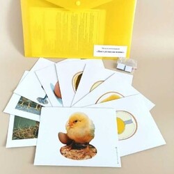 Комплект моделей-аппликаций демонстрационный, включающий Модель-аппликация Многообразие хордовых. Птицы; Модель-аппликация Цикл развития птицы