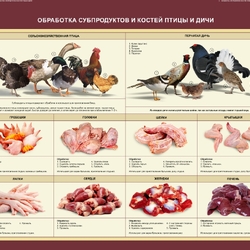 Стенд «Обработка субпродуктов и костей птицы и дичи»