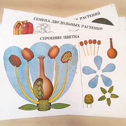 Комплект демонстрационных учебных таблиц по разделу «Растения»