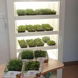 Климатическая камера по выращиванию микрозелени и растений
